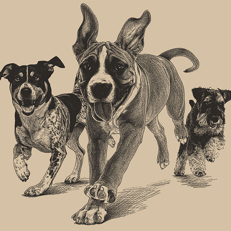 ANY DOG&rsquo;S & CAT&rsquo;S