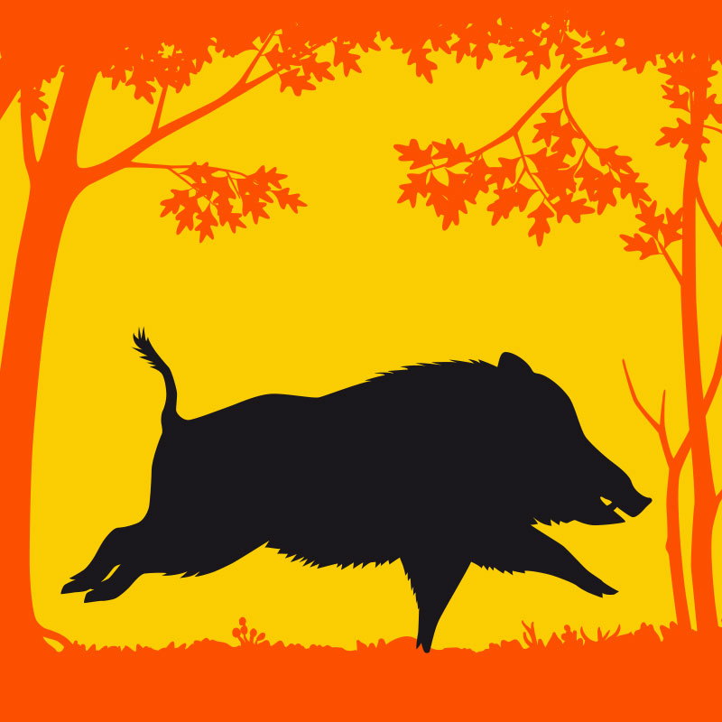 SDAC_Chasse